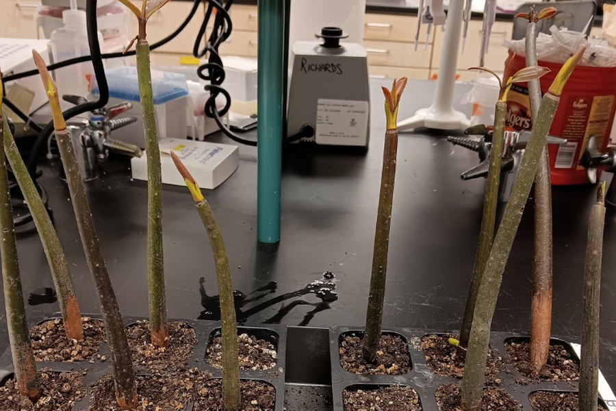 Plântulas de mangue cultivadas em vasos no laboratório da professora Christina Richards, na USF