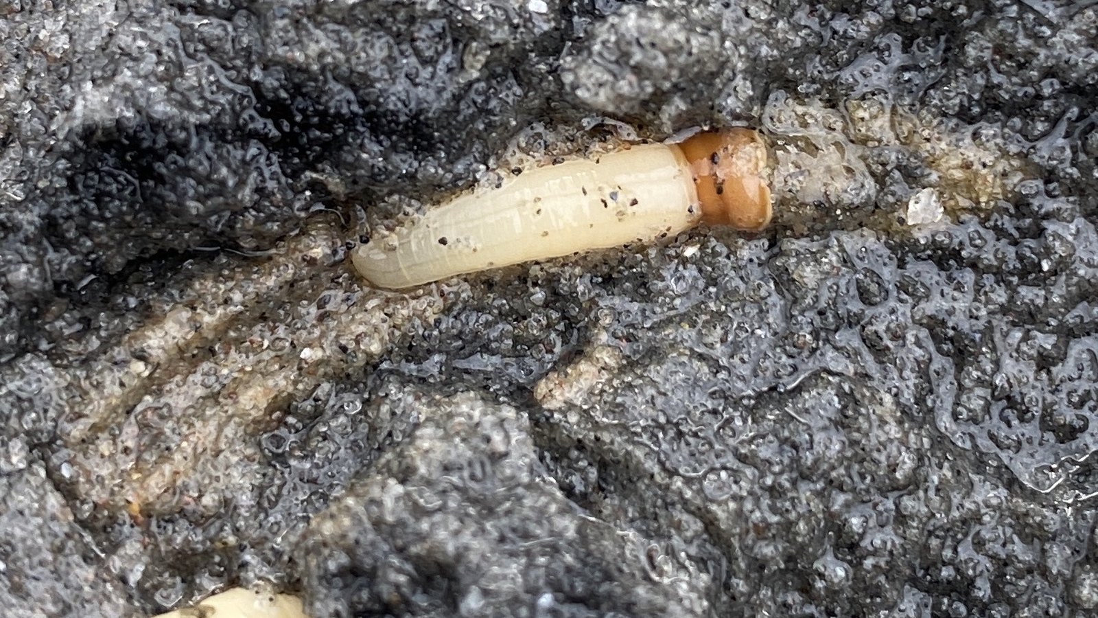 Fotografia em plano aproximado de um verme marinho pálido e cilíndrico, com uma faixa mais escura junto a uma das extremidades, sobre areia molhada e escura