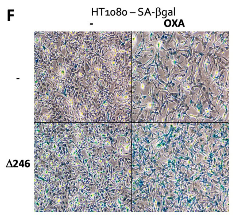 Micrografias de células HT1080 com coloração azul associada à senescência: fila superior sem Δ246p53 e fila inferior com Δ246p53; as colunas comparam células sem e com oxaliplatina.