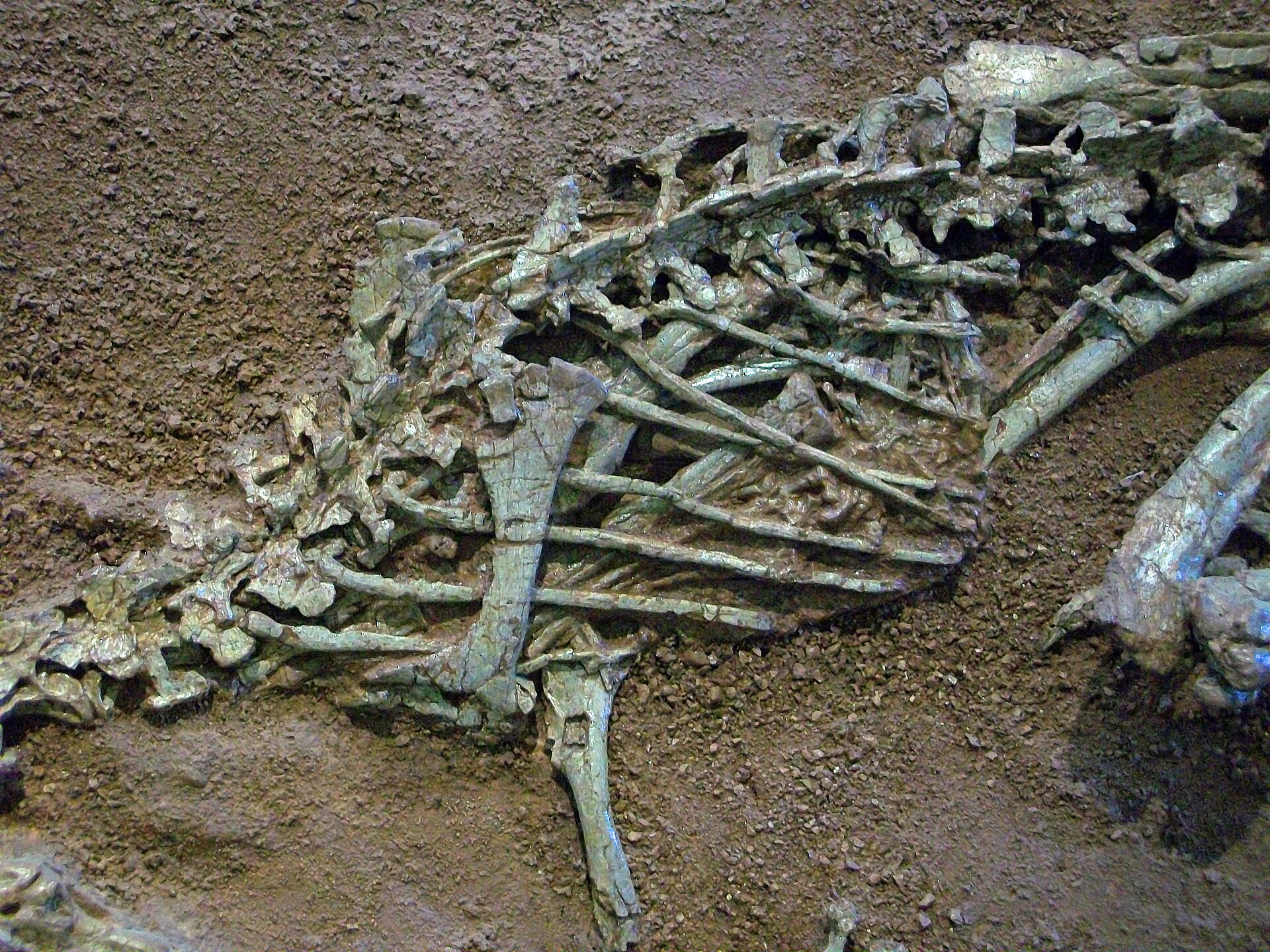 Fóssil de Coelophysis com ossos de crocodylomorphos preservados na rocha, coleção do AMNH