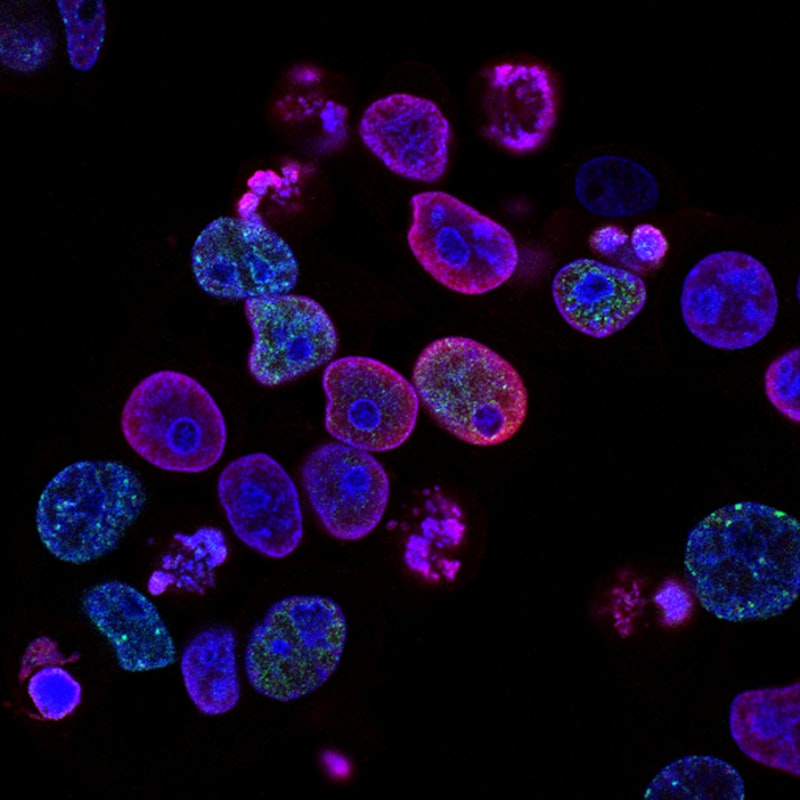 Amontoado de comprimidos e cápsulas coloridas representando medicamentos