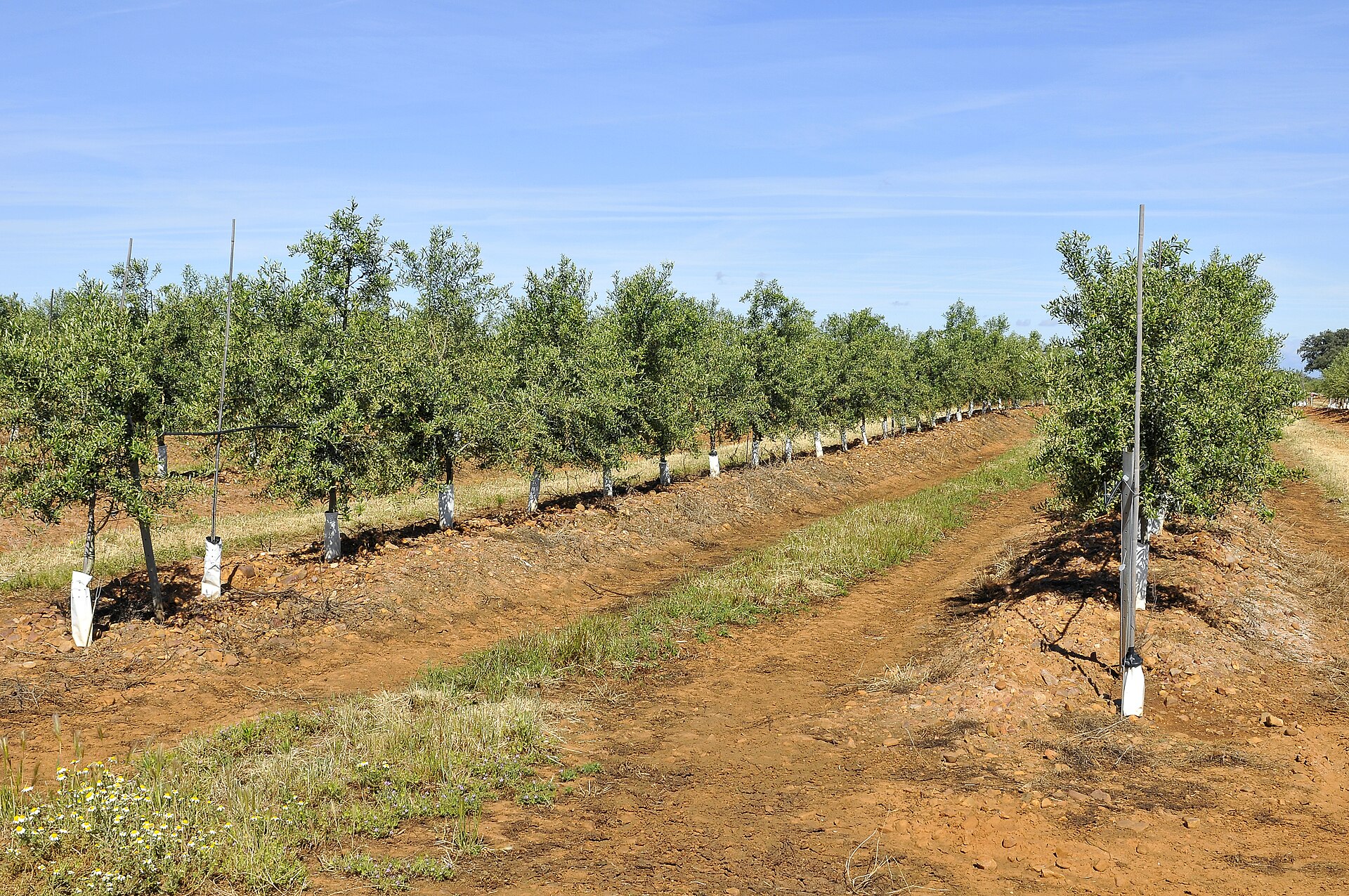 Olival intensivo em linha, com tubos de rega gota-a-gota ao longo do solo e protectores brancos nos troncos das oliveiras, sob céu limpo