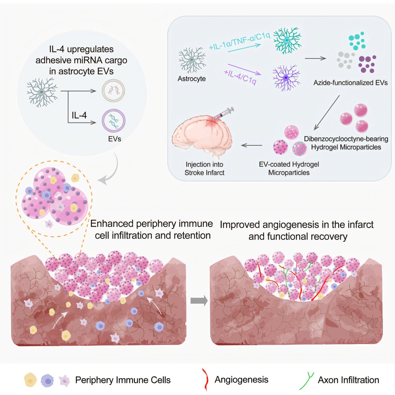Graphical abstract do estudo Cell Biomaterials: astrócito ativado com IL-4 produz vesículas extracelulares que são ancoradas a micropartículas de hidrogel MAPS e injetadas no enfarte cerebral, promovendo angiogénese e recuperação funcional