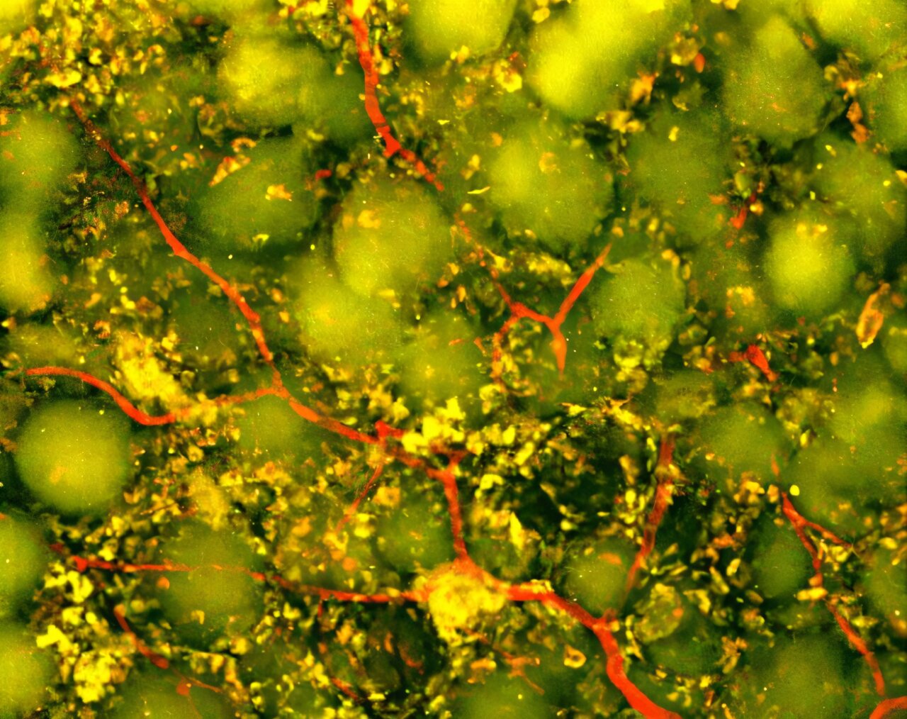 Imagem de microscopia two-photon mostrando infiltração de neutrófilos (verde) e redes vasculares perfundidas (vermelho) na região do enfarte cerebral, demonstrando a resposta imunitária e vascular promovida pelo biomaterial