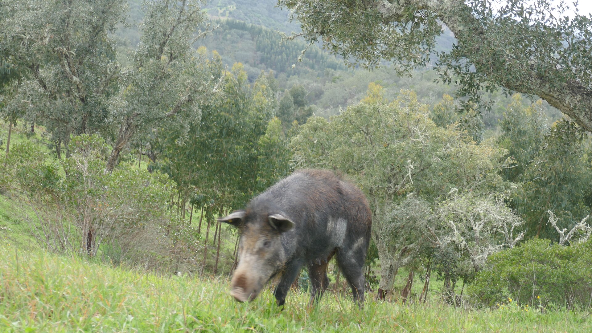 Javali ibérico adulto, de pelagem escura, a caminhar e a alimentar-se numa encosta de erva verde, com oliveiras e sobreiros e uma serra arborizada ao fundo