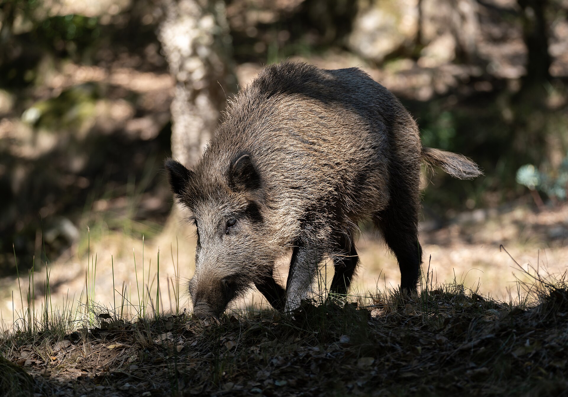 Javali adulto de pelagem escura e clara a fuçar o solo entre erva seca e folhas, num sub-bosque de árvores desfocadas ao fundo