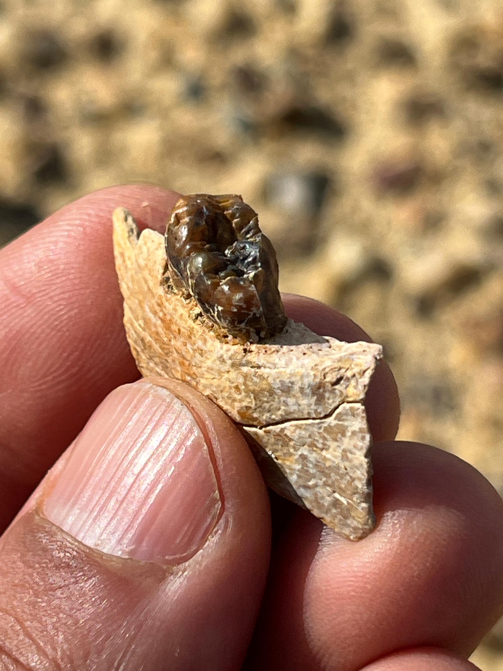 Fragmento de mandíbula fóssil do Masripithecus moghraensis segurado durante a descoberta, mostrando o dente M3 (terceiro molar) preservado na matriz rochosa