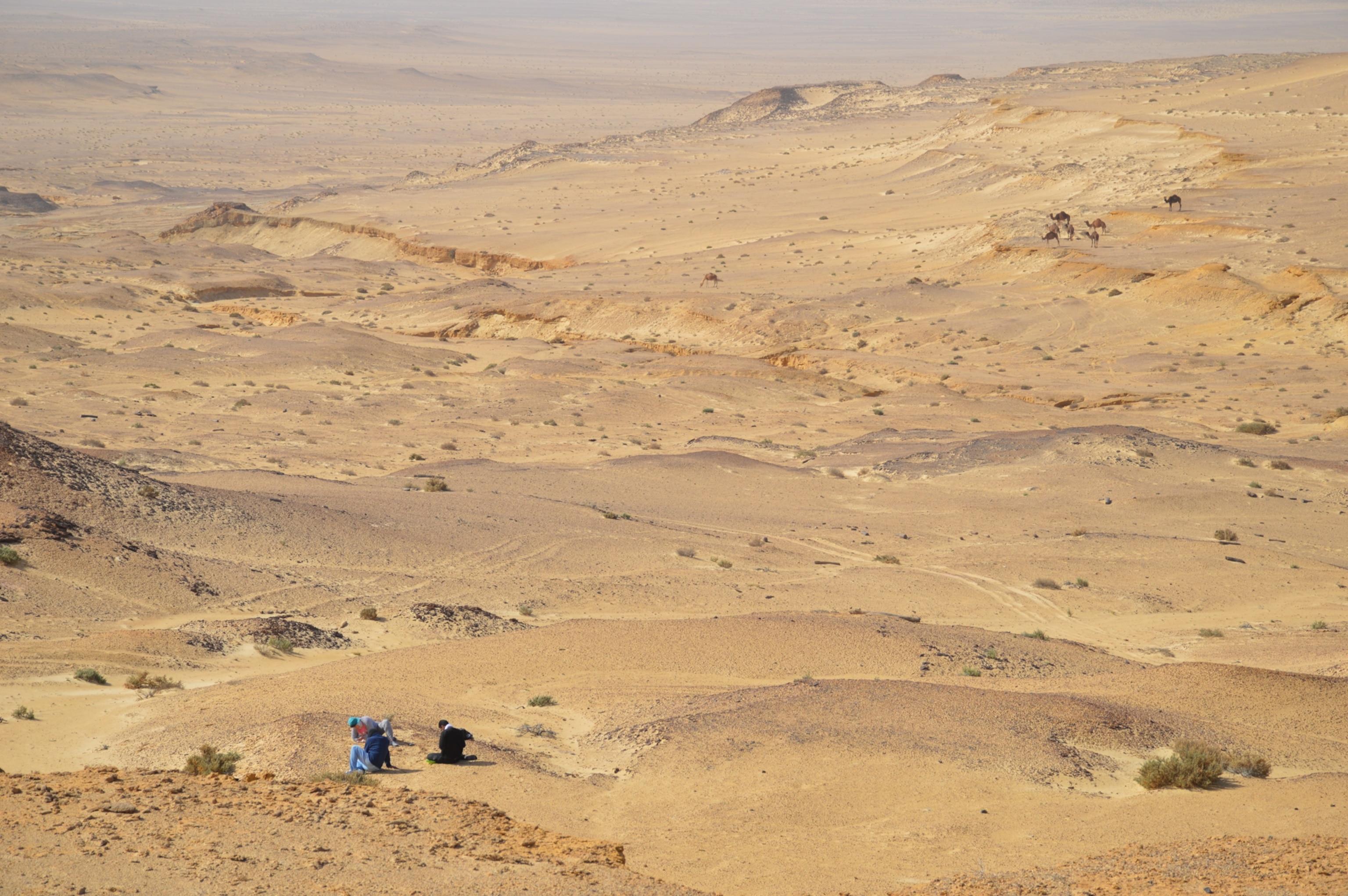 Equipa do Sallam Lab da Universidade de Mansoura no deserto de Wadi Moghra, norte do Egito, com camelos ao fundo, durante a expedição paleontológica