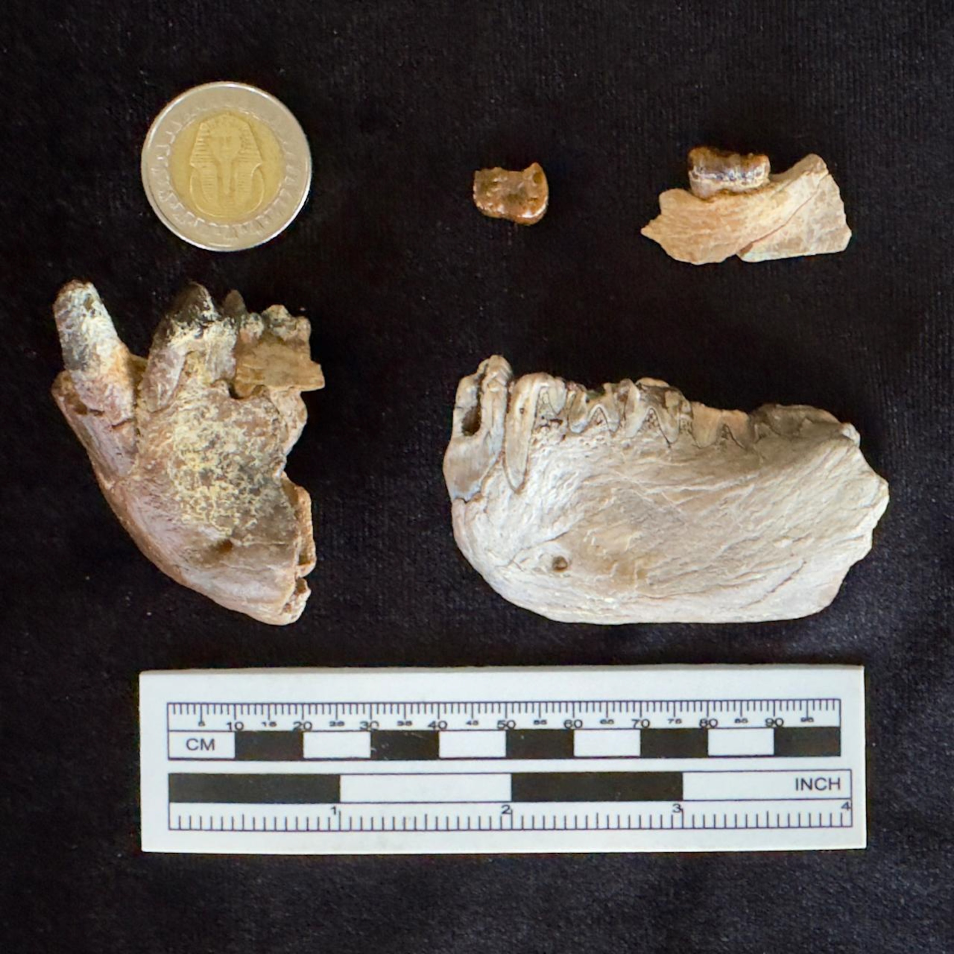 Fragmentos fossilizados da mandíbula do Masripithecus moghraensis dispostos com uma moeda egípcia de 1 libra e uma régua para escala, mostrando os dentes preservados
