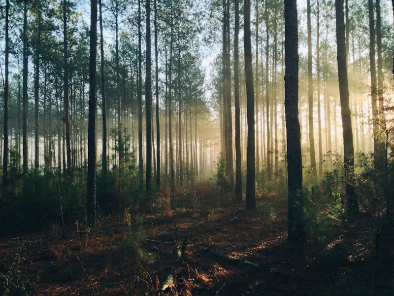 Árvores altas vistas de baixo, com copas verdes contra o céu