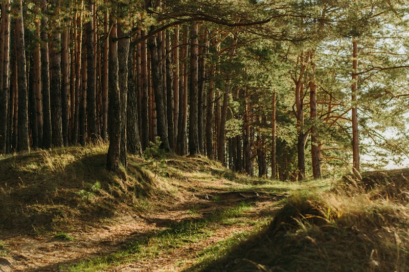 Floresta densa de árvores verdes com luz solar filtrando pelas folhas