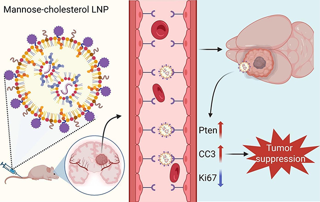 Esquema científico do mecanismo de ação: nanopartícula lipídica revestida a manose atravessa a barreira hematoencefálica via GLUT1, entrega mRNA de PTEN a células de glioblastoma, e suprime o tumor