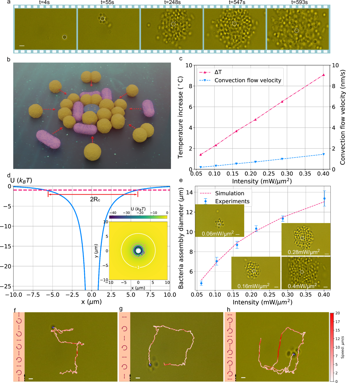 Figura científica com agregação de bactérias, forças optotérmicas e trajectórias microscópicas