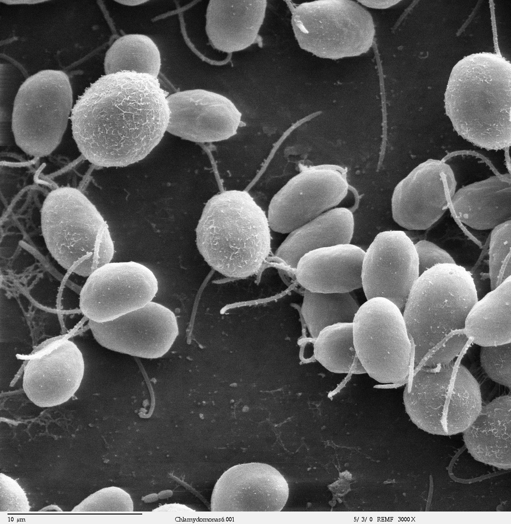 Microscopia electrónica de varrimento com várias células ovais da alga Chlamydomonas, cada uma com dois flagelos finos, sobre fundo escuro