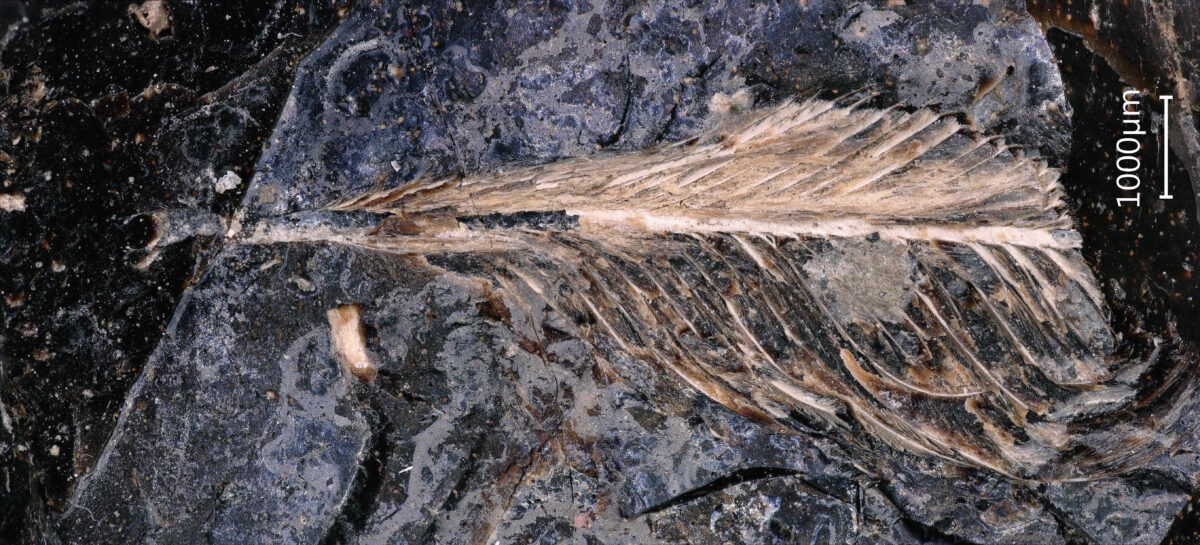 Pena fossilizada exposta à superfície de um coprólito com cerca de 66 milhões de anos