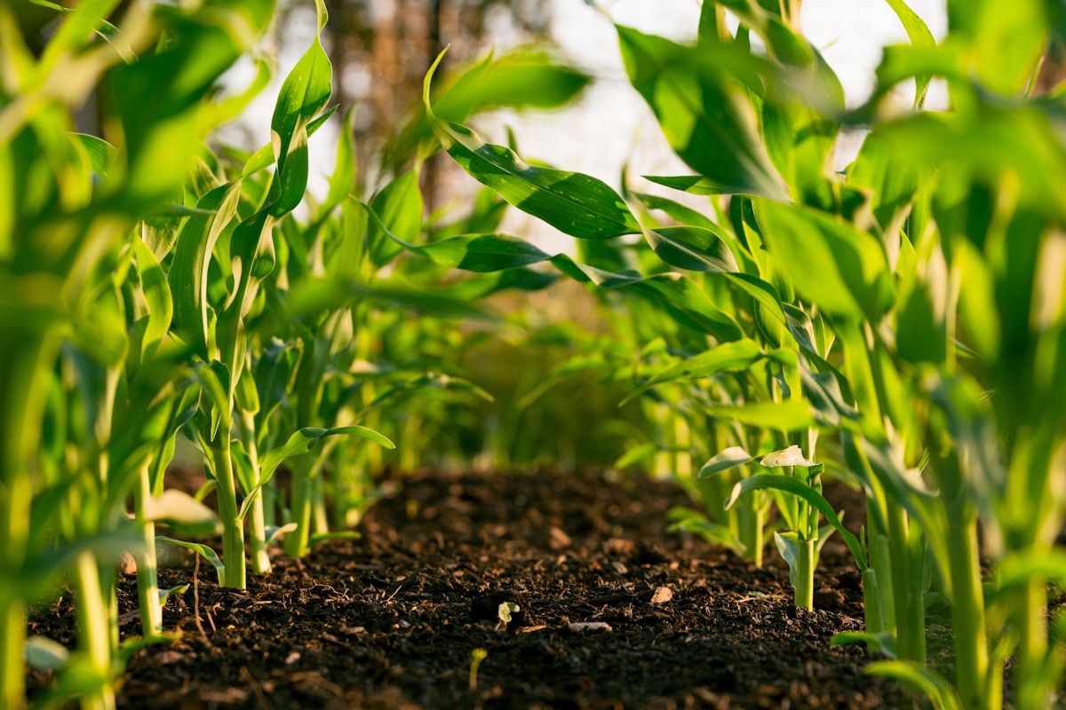 Campo agrícola dourado ao entardecer com colinas ao fundo — a paisagem do Alentejo que serve de base à produção de pequenos frutos em Portugal.
