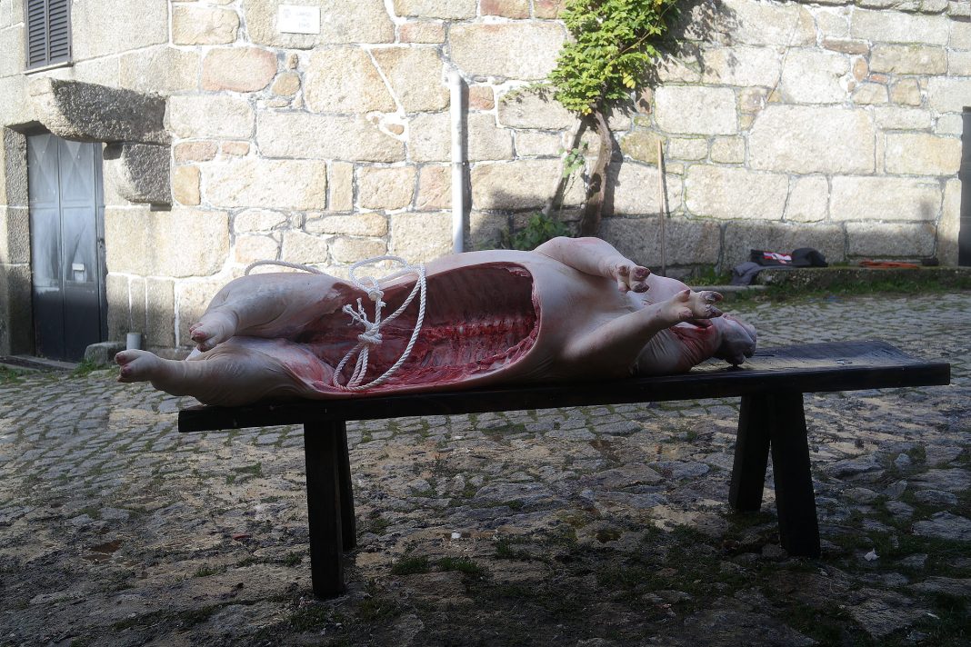 Porco aberto sobre uma mesa de pedra, após a matança, no Largo do Eiro, Barroso, Portugal