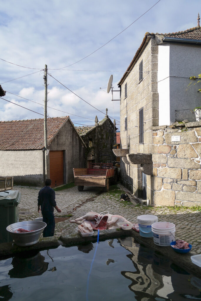 Homens e uma mulher a segurar um porco vivo durante os preparativos da matança tradicional, no Barroso, Portugal