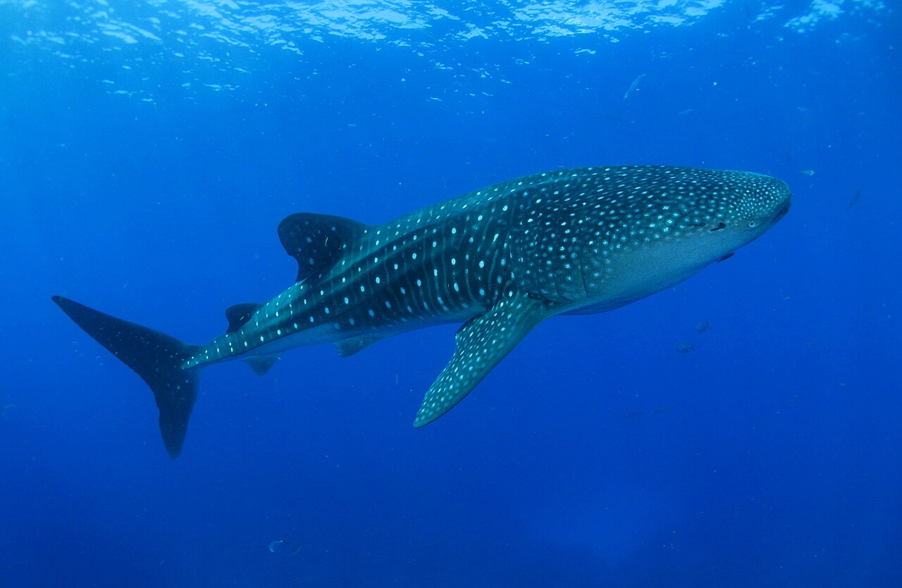 Tubarão-baleia a nadar em mar aberto profundo com o padrão característico de manchas brancas