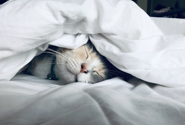Pessoa a dormir tranquilamente na cama