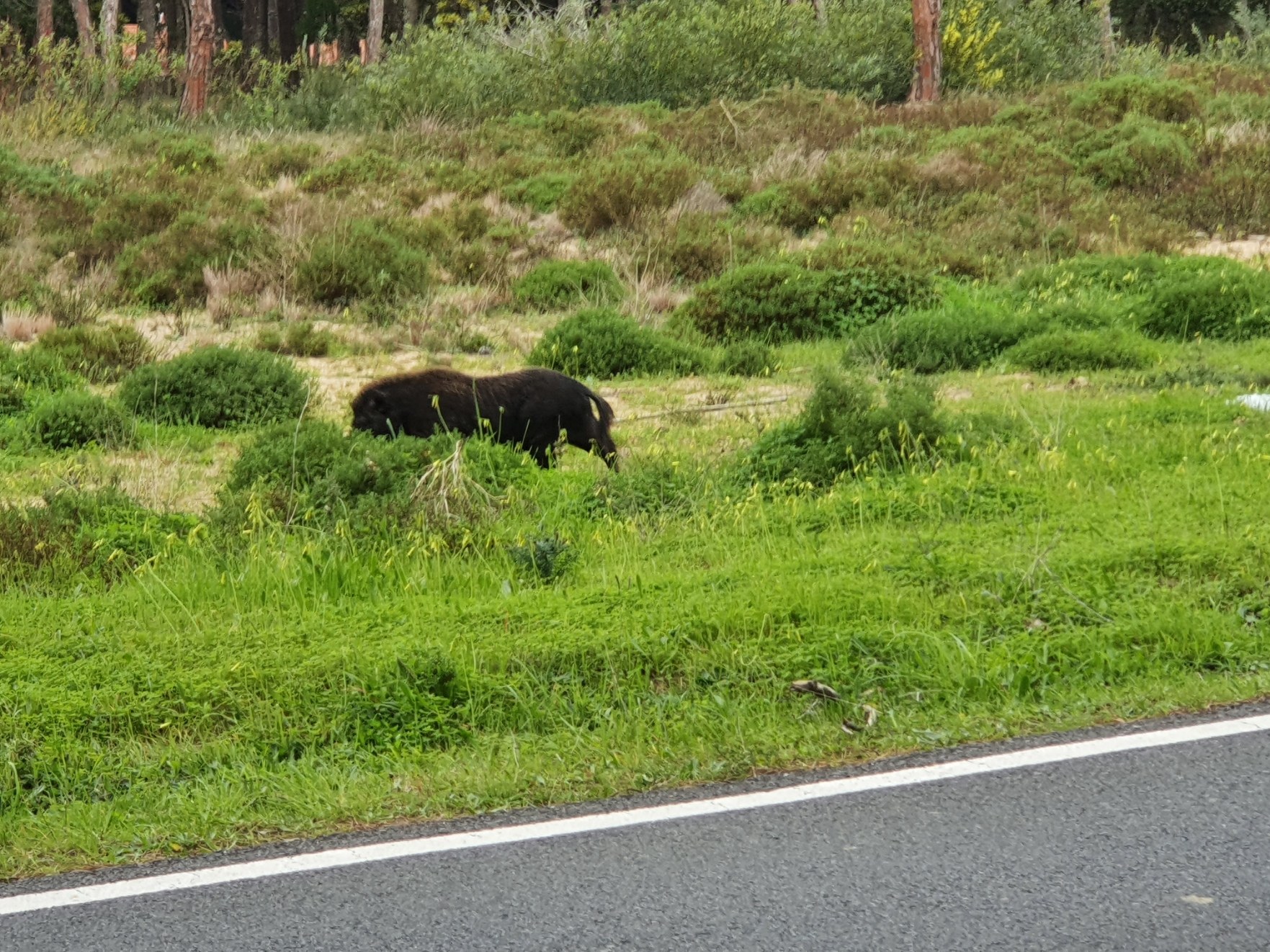 Javali (Sus scrofa) em habitat natural, Portugal