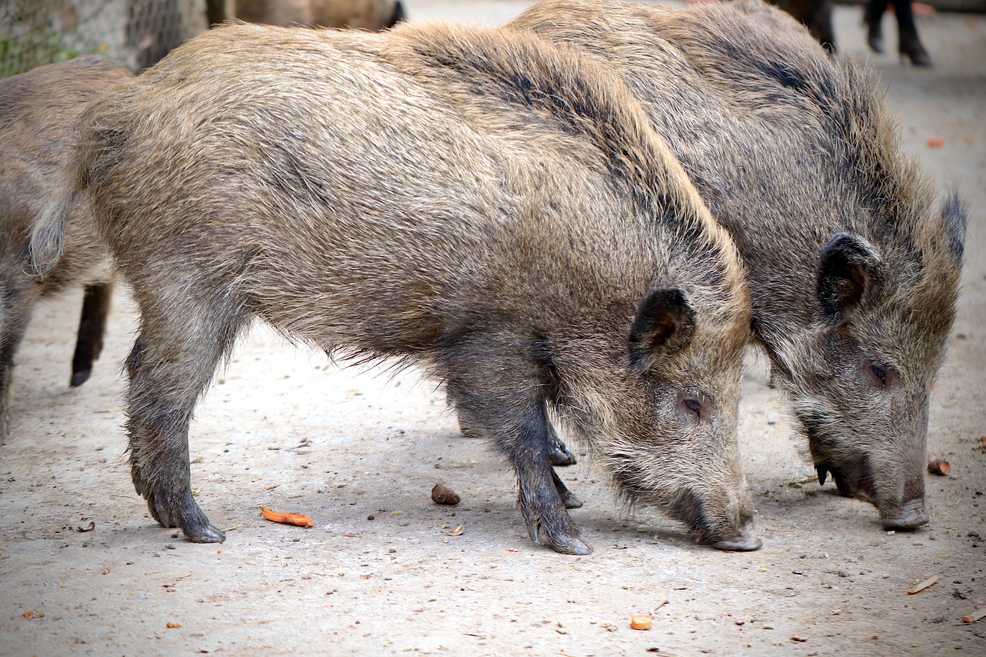 Javali (Sus scrofa) de perfil — porte atlético e robusto